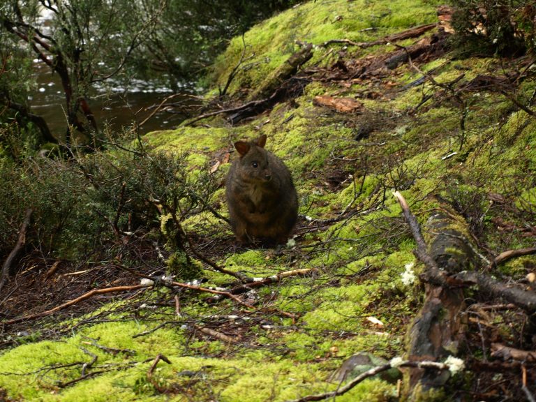 6 fantastiske dage på Tasmanien