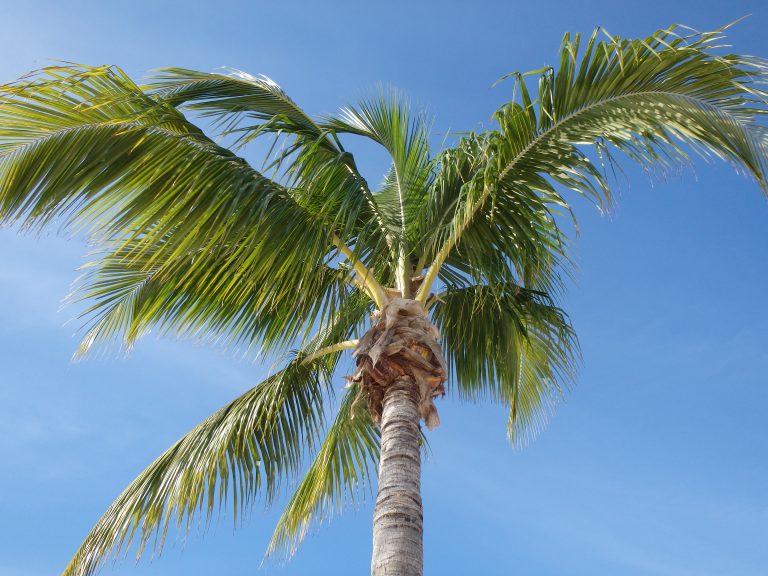 10 postkort fra Florida