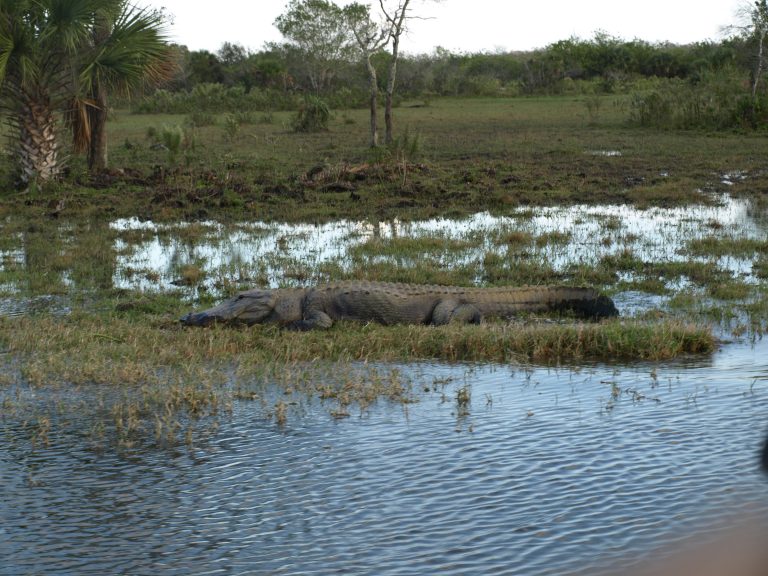 Everglades – Billie Swamp safari